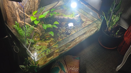 aquarium Aquarium tortue