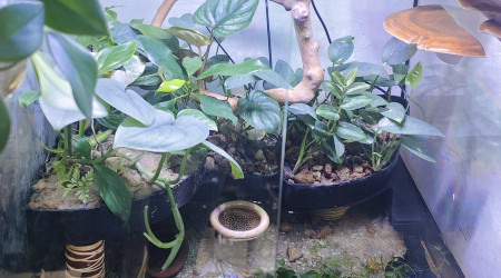 aquarium écailles aquatiques et arboricoles