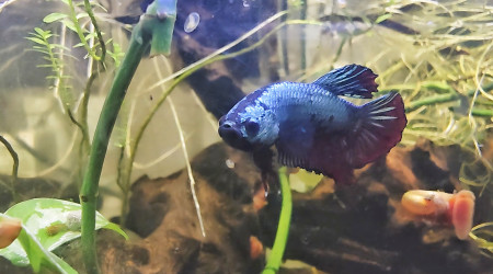 aquarium Mangrove du betta