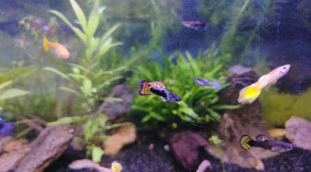 aquarium Aquarium principal