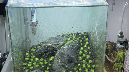 aquarium Iwagumi 30 L