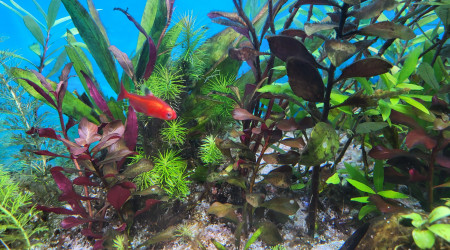 aquarium Aquarium Juwel 260 Litres