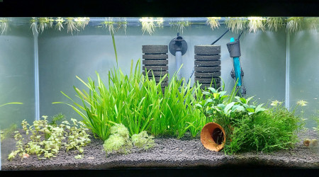 aquarium Crevettes 54l