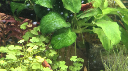 Arrivée du dernier Botia kubotai