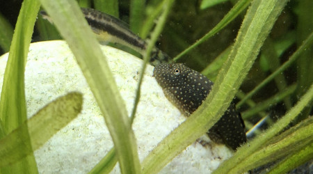 Arrivée du dernier Botia kubotai