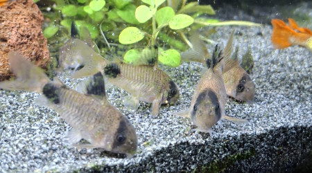 Arrivée du dernier Botia kubotai