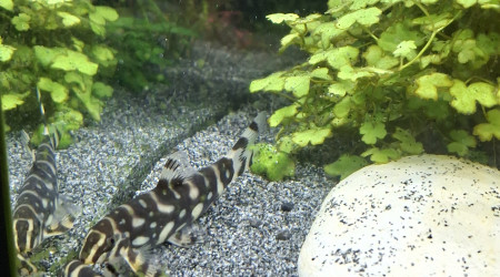 Arrivée du dernier Botia kubotai