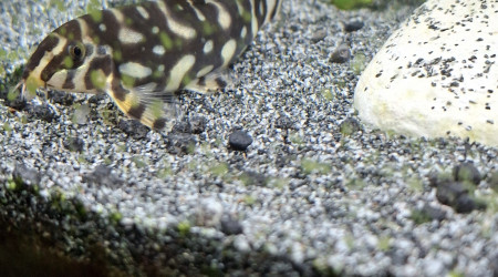 Arrivée du dernier Botia kubotai