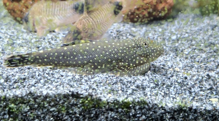 Arrivée du dernier Botia kubotai