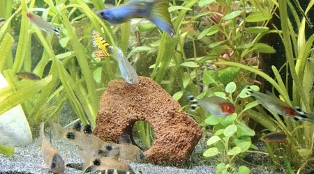 Arrivée du dernier Botia kubotai