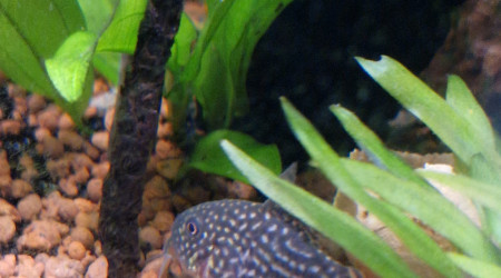 Corydoras sterbai