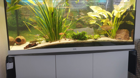aquarium Amazonien