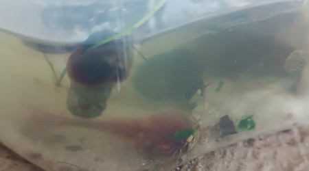 Le glouton en action !