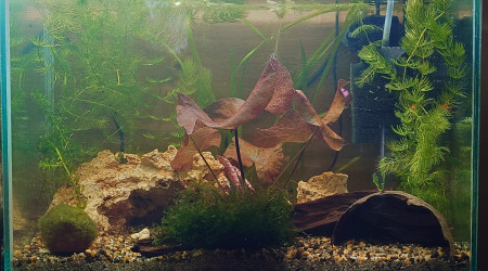 aquarium 23L