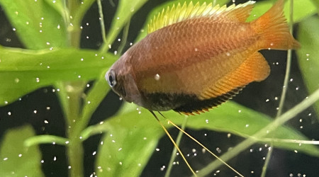 Arrivée des Trichogaster chuna