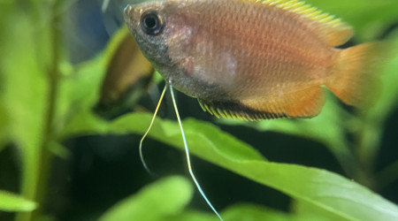 Arrivée des Trichogaster chuna