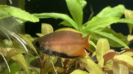 Arrivée des Trichogaster chuna