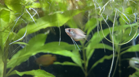 Arrivée des Trichogaster chuna