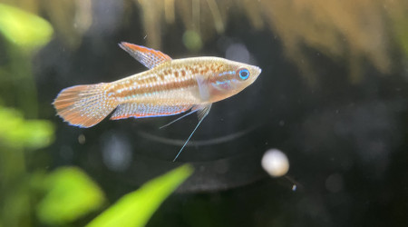 Je confirme que les Trichopsis pumila font du bruit ;-) c’est assez marrant