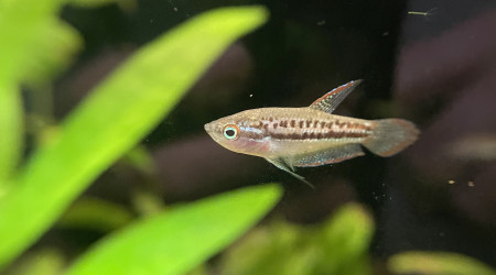 Je confirme que les Trichopsis pumila font du bruit ;-) c’est assez marrant