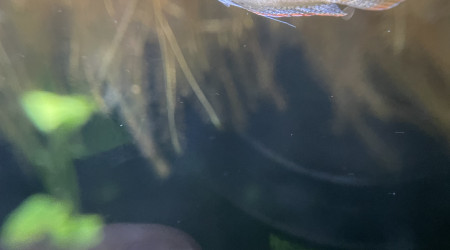 Je confirme que les Trichopsis pumila font du bruit ;-) c’est assez marrant