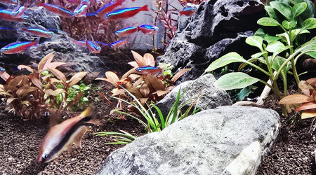 Début d'introduction de poisson cardinalis