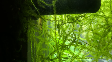 Entretien de mon premier bac