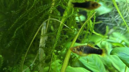 Entretien de mon premier bac