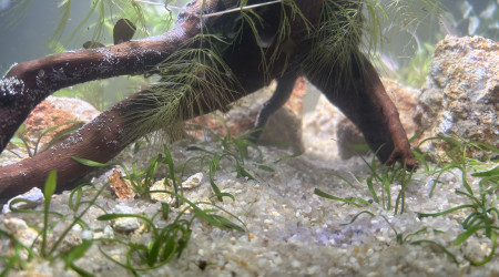 aquarium Nouveau bac 28 litres