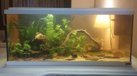 aquarium Amazonien Black Water 80L