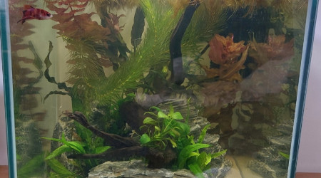 aquarium Betta Plakat Akuma 40l