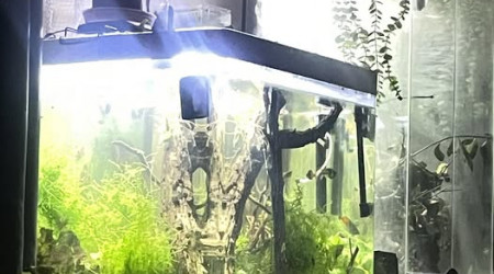 aquarium erv