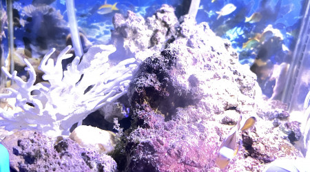 aquarium erv