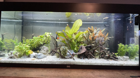 aquarium Wild Balance