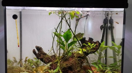 aquarium Biotope Sri Lanka Sud de Inde Tetraodon nain