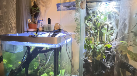 aquarium Terrarium Phasmes feuilles