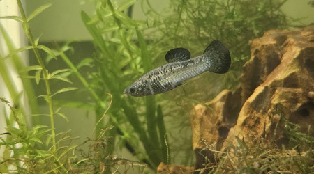 aquarium Molly nain - Poecilia chica