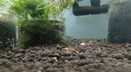 aquarium Red Galaxy Zebra Snowflake Fishbone