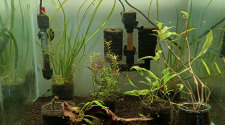 aquarium Black Galaxy Zebra Snowflake Fishbone