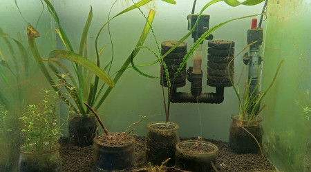 aquarium Blue Tiger Orange Eyes