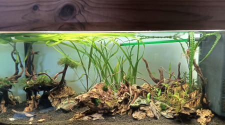 aquarium Aquascape