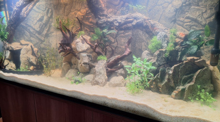 aquarium Le vivre ensemble