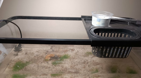 Le nouveau bac pour mes triops