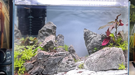 aquarium Neocaridina et guppy endler