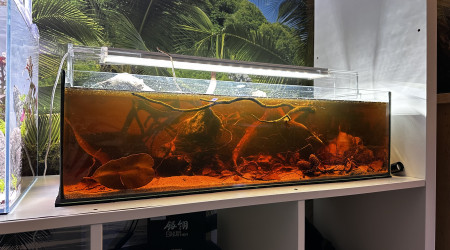 aquarium Ramirezi electric blue