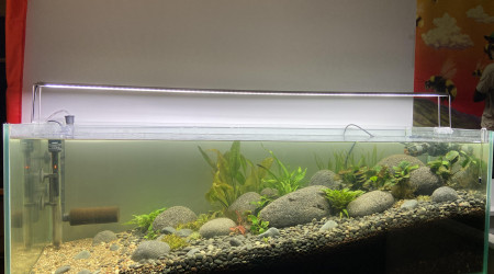 aquarium Petit Jardin