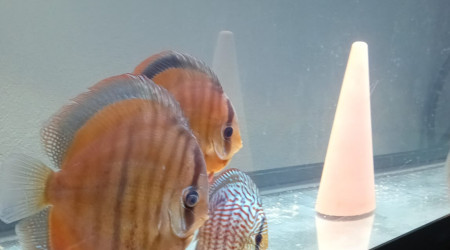 aquarium Bac discus