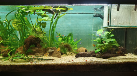 aquarium Amazonien communautaire