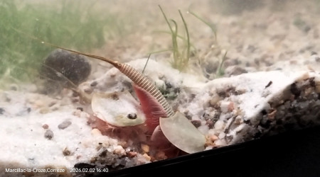 Ça creuse bien chez les triops !