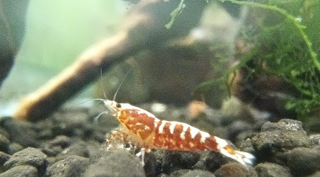 aquarium Red Galaxy Zebra Snowflake Fishbone